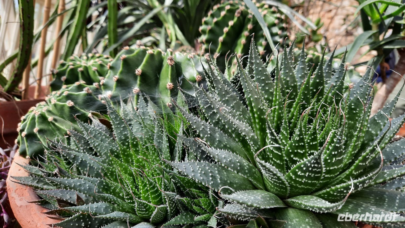 157 – England, Lacock