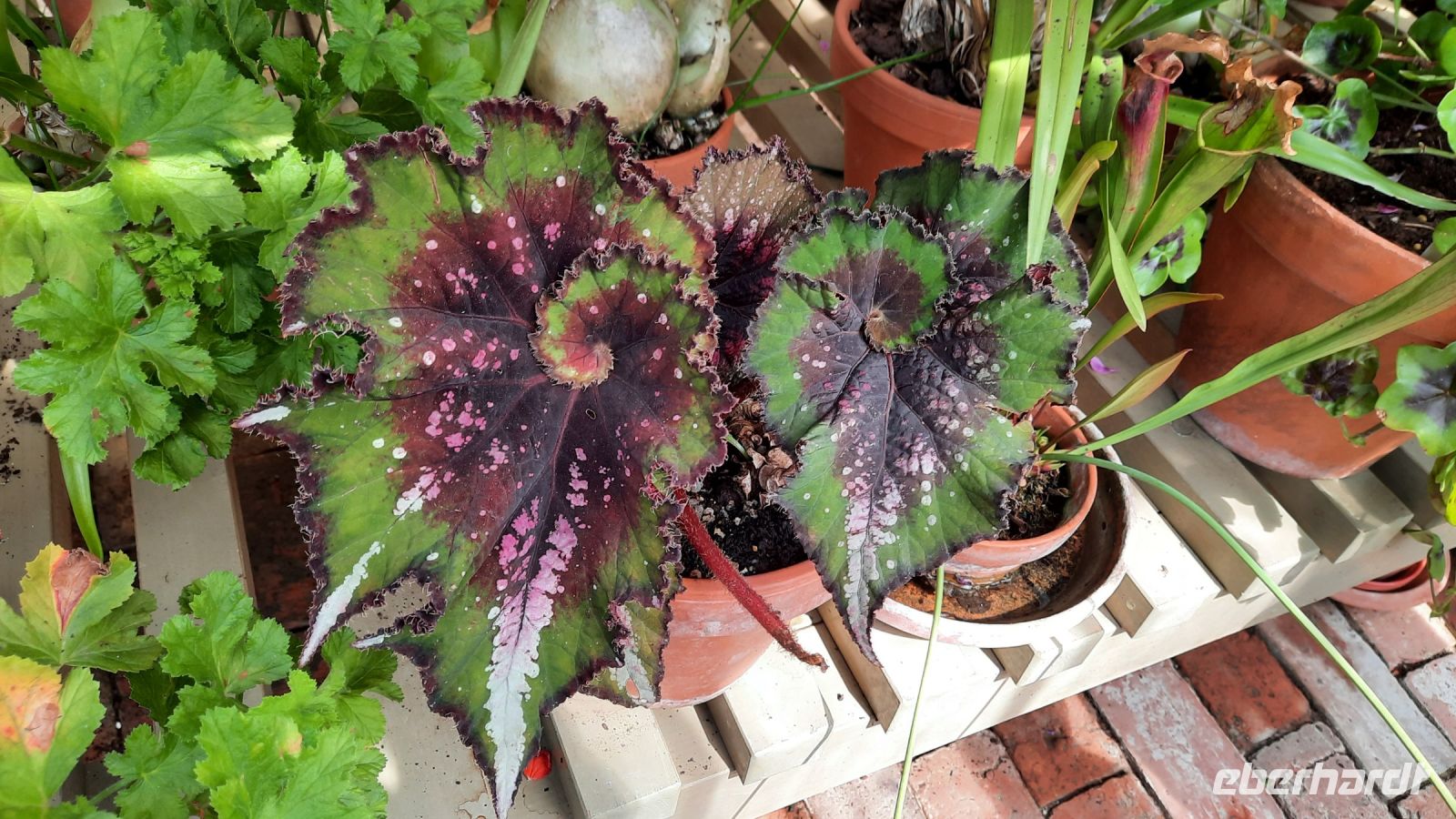 161 – England, Lacock