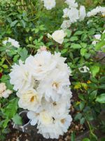 182 – England, York