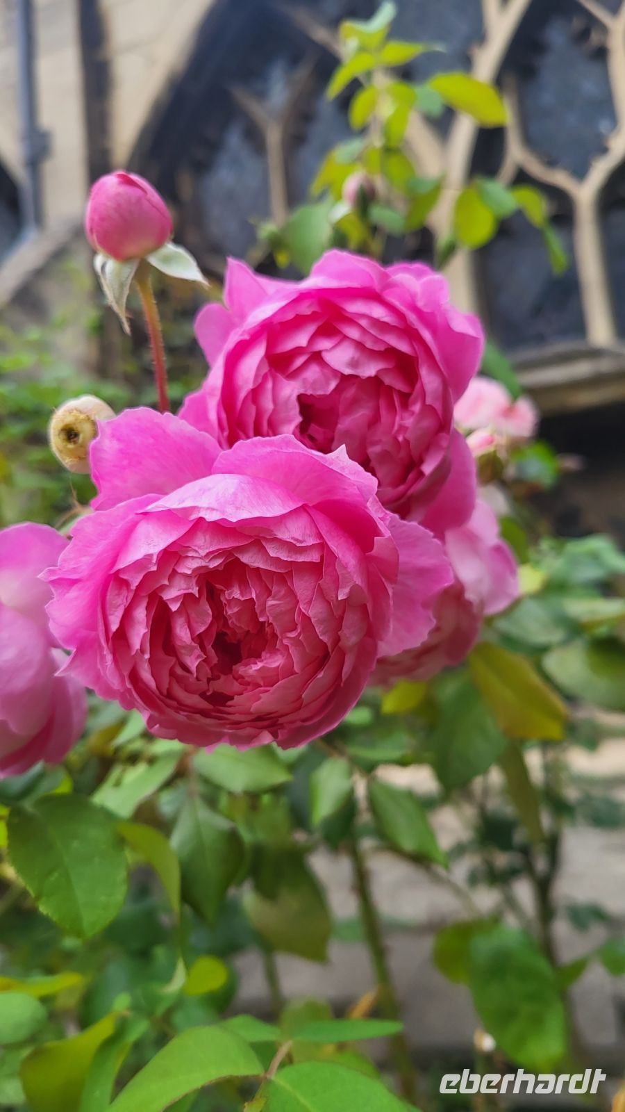 173 – England, Gloucester Kathedrale