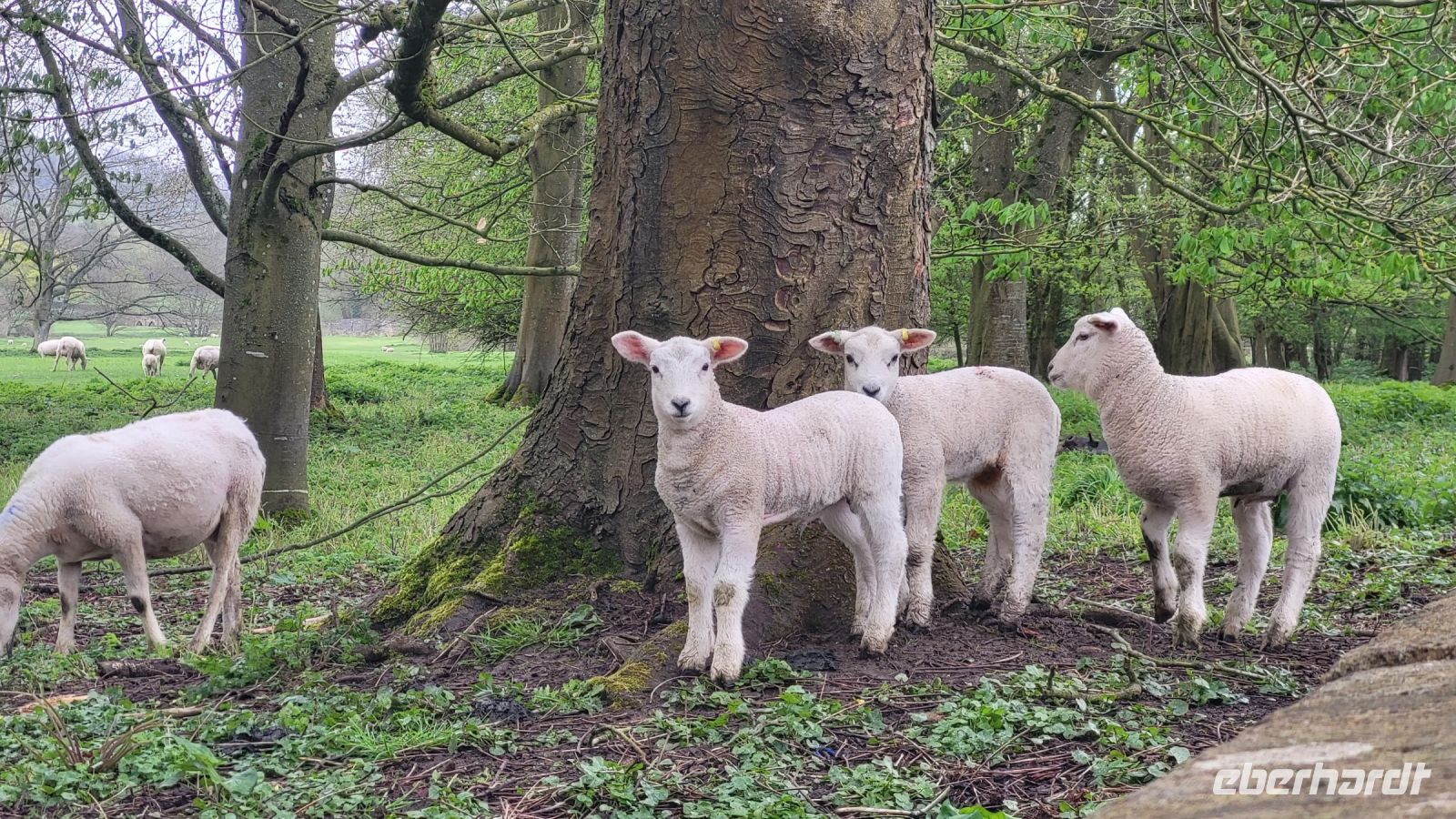 107 – England, Lacock, Abbey