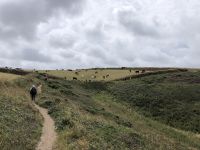 Wanderung Cornwall - Camborne North Cliffs