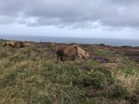 Romantik auf der Wanderung in Cornwall