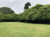 Rhododendren Lost Garden of Heligan