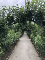 Spalierobst Lost Garden of Heligan