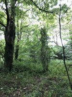 Die graue Dame - ist sie zu sehen?