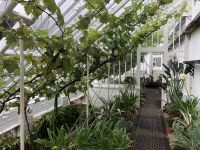 Weinanbau im Lost Garden of Heligan