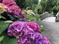 Hortensien in leuchtenden Farben Trelissik Garden