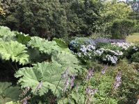 Gunnera - Regenschirm für Arme :-)