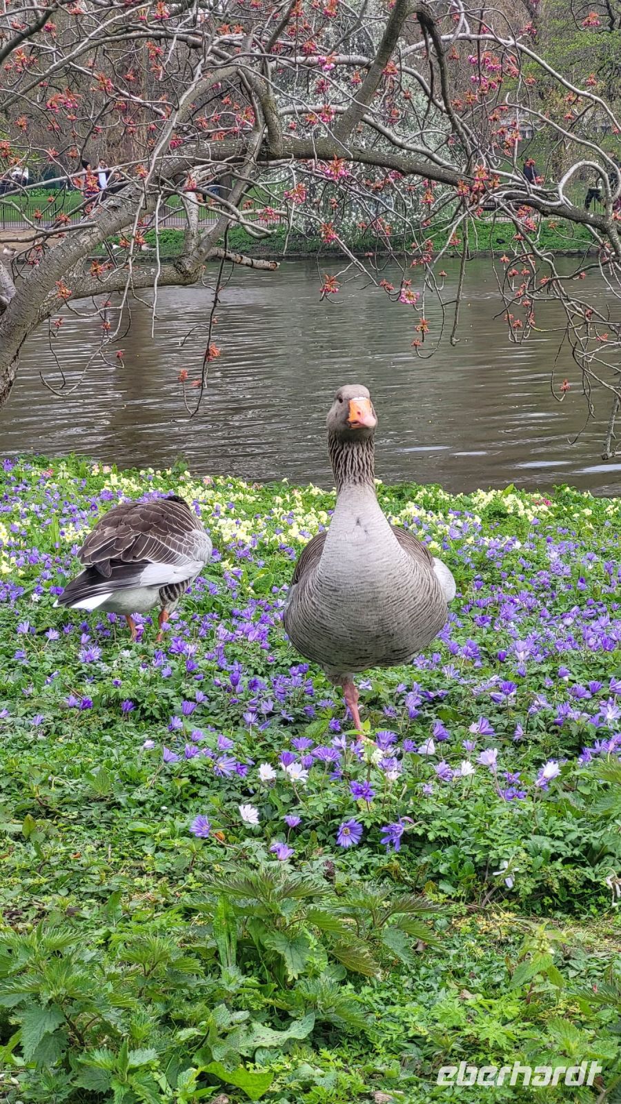 016 – London, St. James’s Park