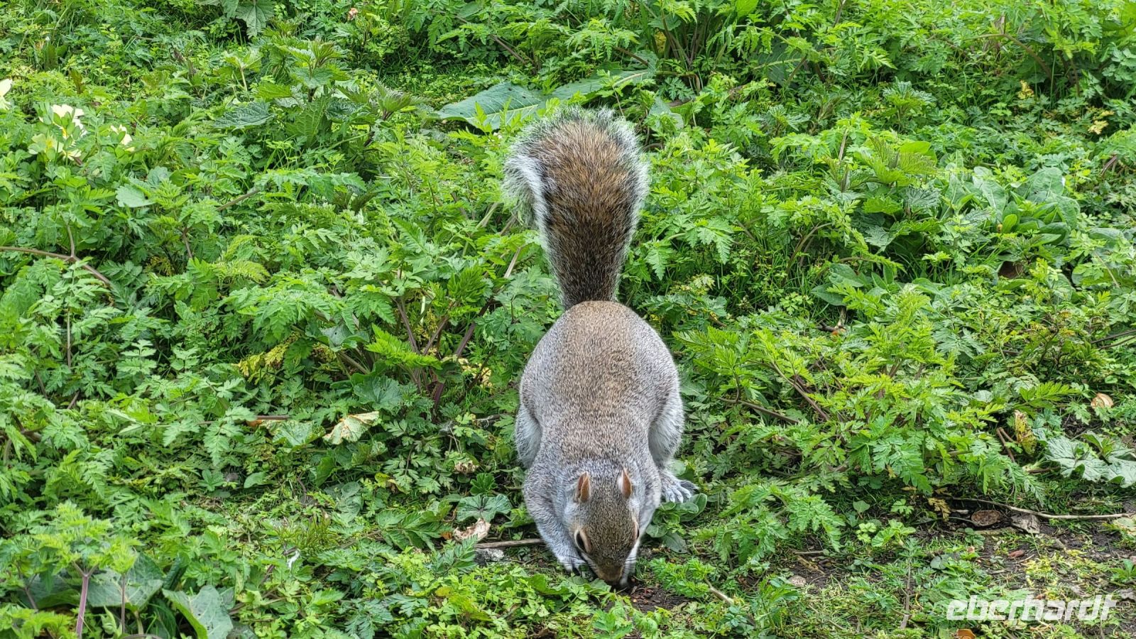 018 – London, St. James’s Park
