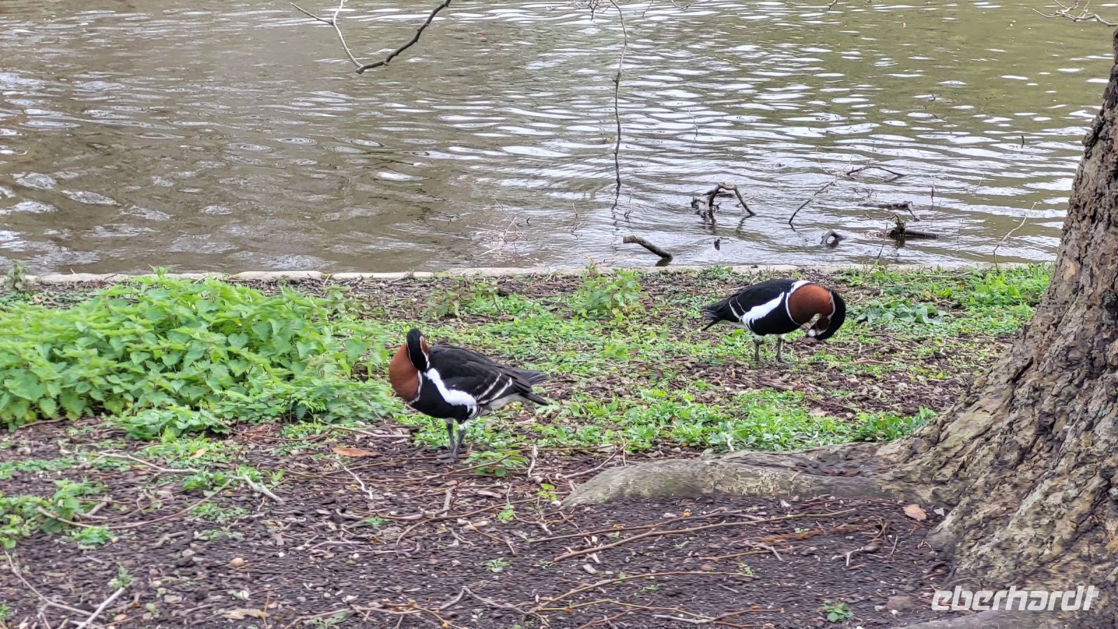 020 – London, St. James’s Park