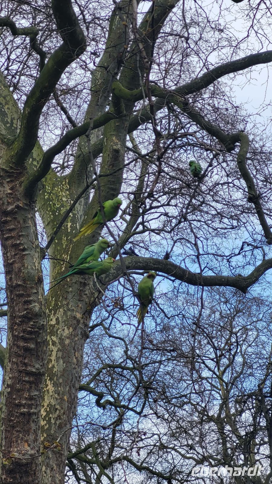 021 – London, St. James’s Park