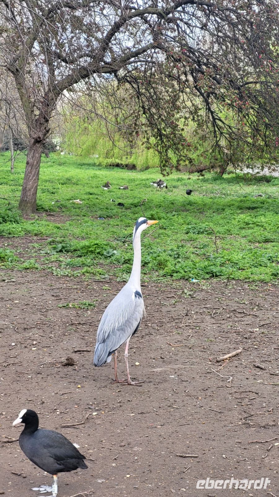 022 – London, St. James’s Park