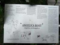 Angelika Wurzel aus Sachsen - Zutat für Gin - Bombay Sapphire Distillery - Laverstoke