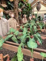 Warner Bros. Filmstudio. Alraunen