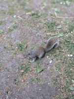 Graue Eichhörnchen im St. James Park 