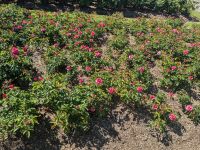 Queen Mary's Rose Garden 