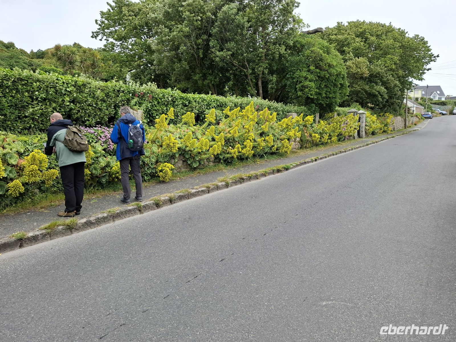 subtropische Vegetation überall auf den Scillys