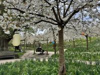 7. Tag: Zur Besenflugstunde im Alnwick Castle – Kirschblüte in den Castle Gardens &ndash; &copy; Andreas Wolfsteller (Eberhardt TRAVEL)