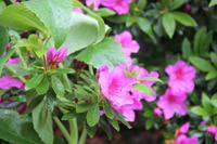 Country Park (Mount Edgecumbe)