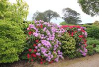 Country Park (Mount Edgecumbe)