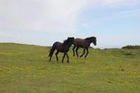 Wildpferde bei Rame Head