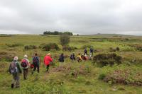Wanderung durchs Dartmoor