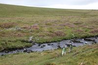 Wanderung durchs Dartmoor