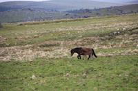 Wildpferde im Dartmoor