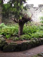 Die peitschende Weide im Kleinformat