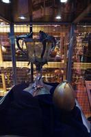 der Trimagische Pokal und das Goldene Ei