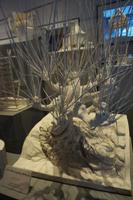 Modell der Peitschenden Weide