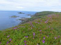 Kynance Cove - Lizard Point - Cadgwith