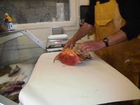 Kynance Cove - Lizard Point - Cadgwith