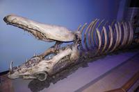 Skelett des Basilisken - Warnerbros. Studios