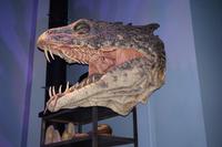 Kopf des Basilisken als Modell - Warnerbros. Studios