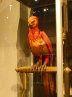 Fawkes der Phönix