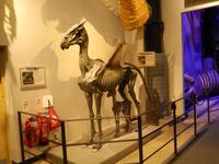 Modell eines Thestrals