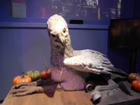 Seidenschnabel der Hippogreif