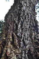 Korkeiche, Mount Edgcumbe