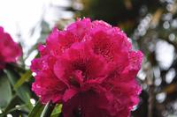 Rhododendren, Mount Edgcumbe