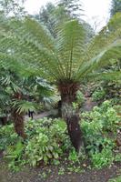 Baumfarne, Mount Edgcumbe