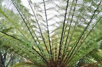 Baumfarne, Mount Edgcumbe