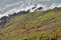 Rame Head
