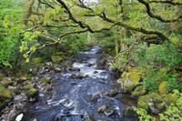 Dartmoor, River Plym