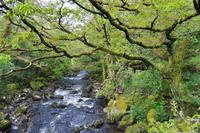 Dartmoor, River Plym