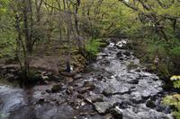 Dartmoor, River Plym