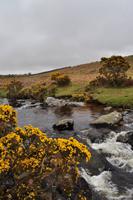 Dartmoor, River Plym