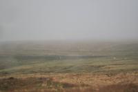 Nebel im Dartmoor, er kam plötzlich